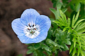 Close up of a single flower of Nemophila menziesii, annual herb commonly known as Baby Blue Eyes.