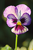 Close up of a garden pansy flower (Viola wittrockiana) growing in a garden.