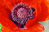 Close up of the pistil and stamens of a red Oriental poppy (Papaver orientale) flower growing in a garden.