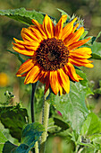 Close up of a sunflower (Helianthus annuus) flower head in allotment garden.