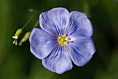 Close up of a common flax flower (Linum usitatissimum) in a garden.