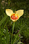 Close up of a yellow tigridia, aka peacock flower or tiger iris (Tigridia pavonia) growing in a garden.