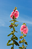 Close up of common hollyhock (Alcea rosea, or Althaea rosea) growing in allotment garden.