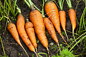 Close up of organically grown carrots (Daucus sativus) freshly harvested in allotment garden.