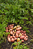 Close up of organically grown potatoes (Solanum tuberosum) freshly harvested in allotment garden.