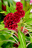 Close up of a Cockscomb flower - cristate or crested variety of the species Celosia argentea. Scientific name: Celosia argentea var. cristata.