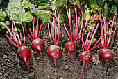 Close up of organically grown beetroots (Beta vulgaris) freshly harvested in allotment garden.