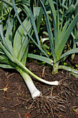 Close up of organically grown leeks (Allium ampeloprasum var. porrum, or Allium porrum) freshly harvested in allotment garden.