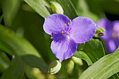 Close up of Virginia spiderwort flower (Tradescantia virginiana) growing in a garden.