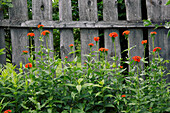 Maltese Cross, or Jerusalem Cross flowers (Lychnis chalcedonica) growing at the fence of a country house. Kaluga Oblast, Russia.