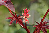 Close up of flowering castor oil plant (Ricinus communis) growing in allotment garden.