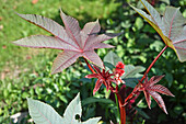 Close up of flowering castor oil plant (Ricinus communis) growing in allotment garden.