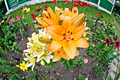 A view from above of a flower bed with orange lilies, aka fire lilies or Jimmy's Bane (Lilium bulbirefum) in allotment garden. Kaluga Oblast, Russia.