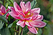 Close up of pink dahlia flower growing in a garden.