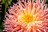 Close up of pink dahlia flower growing in a garden.