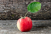 Close up of a single red apple (Malus domestica) freshly harvested in allotment garden.