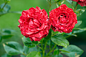 Close up of red striped garden roses growing in allotment garden.