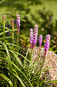 Flowering spikes of Liatris spicata 'Kobold' (commonly called Blazing Star) growing in allotment garden.