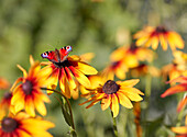 Nahaufnahme Tagpfauenauge (Aglais io), das auf einem Sonnenhut (Rudbeckia hirta) sitzt.