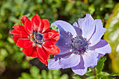 Close up of red and blue poppy anemone flowers (Anemone coronaria) growing in allotment garden.