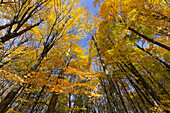 Autumnal forest in the Province of Quebec, Canada, North America