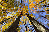 Autumnal forest in the Province of Quebec, Canada, North America