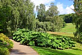 Mammutblatt (Gunnera Manicata), England, Großbritannien