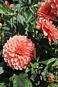  Dahlia Orange World 