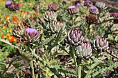  bed with artichokes 