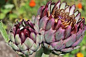  purple artichoke 