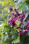  Clematis &#39;Purpurea plena elegans&#39; 