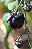  Tomato Black Cherry 