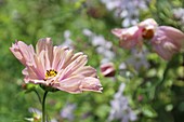  Cosmea Apricot 