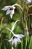  Gladiolus callianthus 