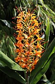  Flower of the ginger lily, Hedychium Coccineum &quot;Tara&quot; 