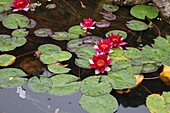  water lily blossoms 