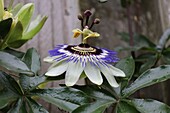  flower of the Passiflora, passion flower 