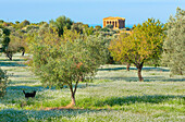 Concordia temple, Valley of Temples, Agrigento, Sicily, Italy