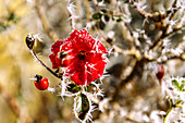  red rose with blossom, rose hips and hoarfrost in winter 