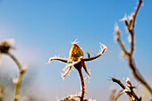  yellow rose with flower bud and hoarfrost in winter 