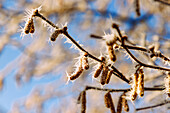  Hazelnut bush (Corylus avellana, common hazel, hazel bush) with male catkins and hoarfrost in winter 