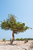 Boswellia sacra (also frankincense and olibanum-tree), Sultanate of Oman, Arabian Peninsula, Middle East