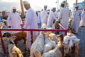 Cattle auction market on Friday morning at Nizwa, Ad Dakhiliyah Region, Sultanate of Oman, Arabian Peninsula, Middle East