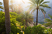 Palm tree above Wakan village in the Western Hajar Mountains, South Batinah Governorate in the border with Al Dakhiliyah Governorate through Al Hajar mountain range. Sultanate of Oman, Arabian Peninsula, Middle East