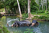 Elephants bathing in a jungle river at elephant camp near Ao Nang town in Krabi Province, Thailand.