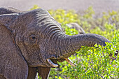 Wüstenelefant beim Fressen, Twyfelfontein, Kunene, Damaraland, Namibia, Afrika