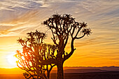  Quiver tree at sunrise on the edge of the canyon, Fish River Canyon, Seeheim, Kharas, Namibia, Africa 