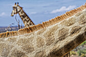  Giraffe neck pattern, Windhoek, Khomas, Namibia, Africa 