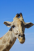  Giraffe, Windhoek, Khomas, Namibia, Africa 