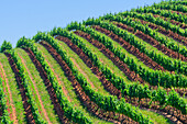  Winery and vineyard, wine growing region, Stellenbosch, South Africa, Africa 